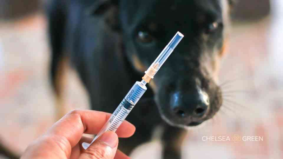 It is time to get your rabies jab.