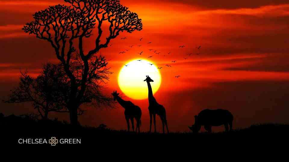 Sunset safari