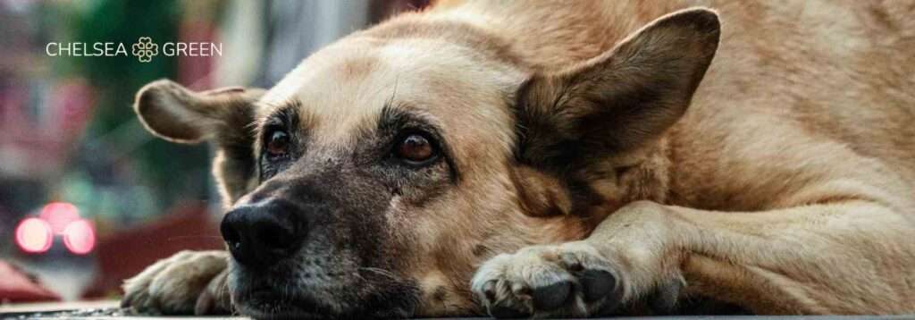 Book travel vaccinations from Rabies to Hepatitis A and B.