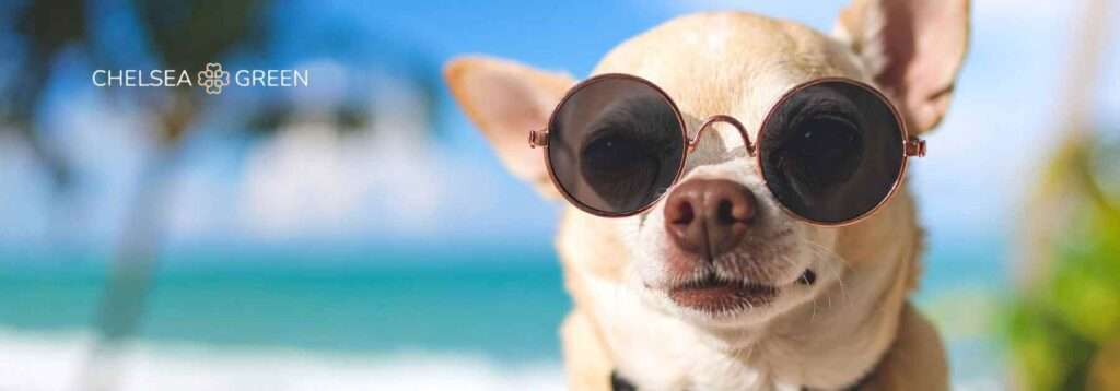 Dog on vacation, illustrating rabies vaccination