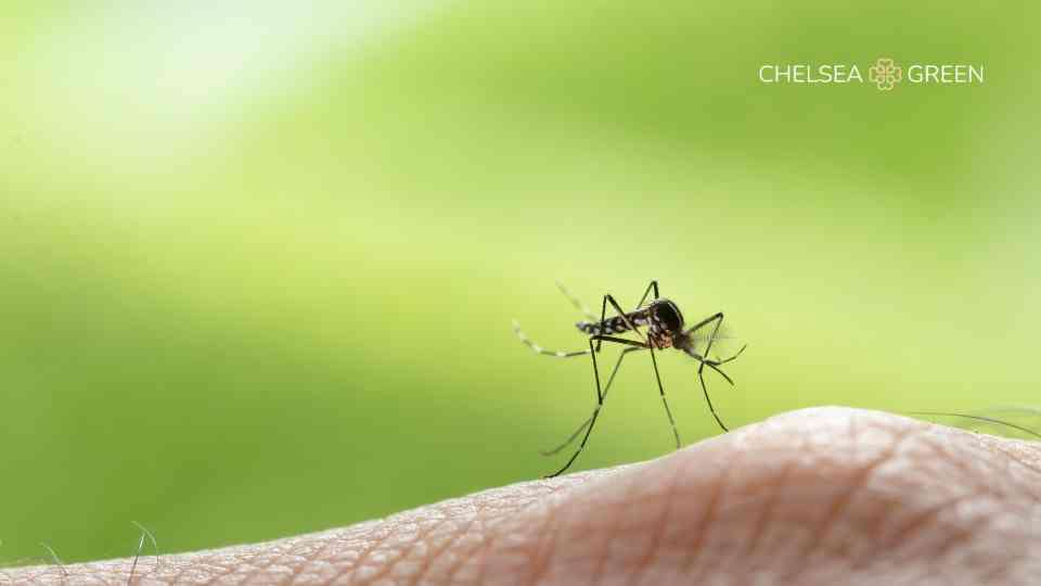 Yellow fever carried by mosquitos