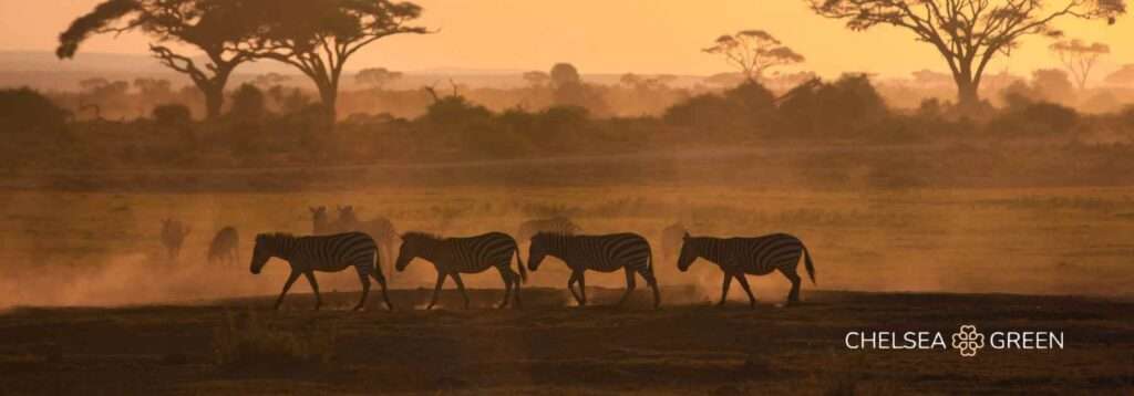 Safari risk of yellow fever