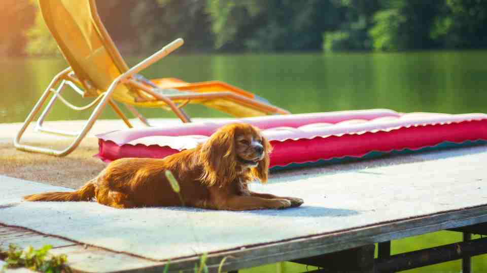 Common side effects of the rabies vaccine