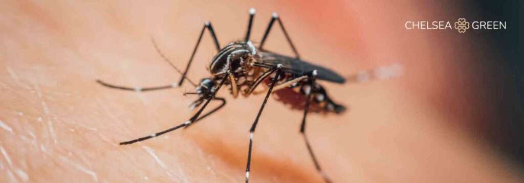 Mosquito on skin