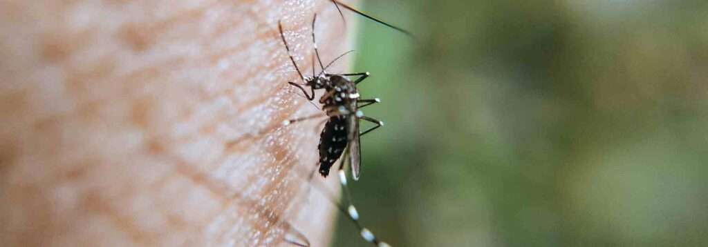 Close up image of a mosquito