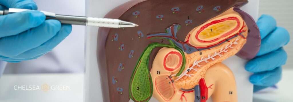 Pancreas model illustrating risks of pancreatitis on weight loss injections